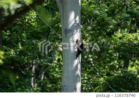 初夏の森でこそだ絵に忙しいクマゲラ 116378740