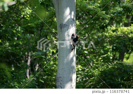 初夏の森でこそだ絵に忙しいクマゲラ 116378741