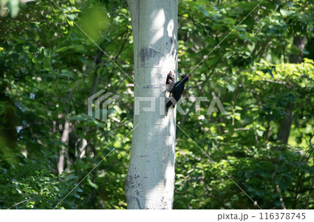 初夏の森でこそだ絵に忙しいクマゲラ 初夏の森でこそだ絵に忙しいクマゲラ 116378745