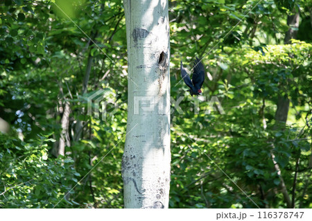 初夏の森でこそだ絵に忙しいクマゲラ 初夏の森でこそだ絵に忙しいクマゲラ 116378747
