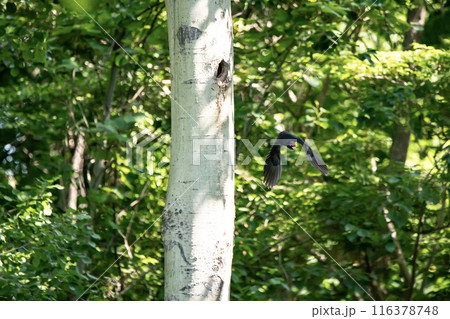 初夏の森でこそだ絵に忙しいクマゲラ 116378748