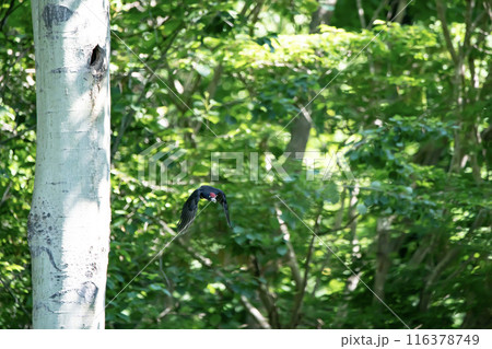 初夏の森でこそだ絵に忙しいクマゲラ 116378749
