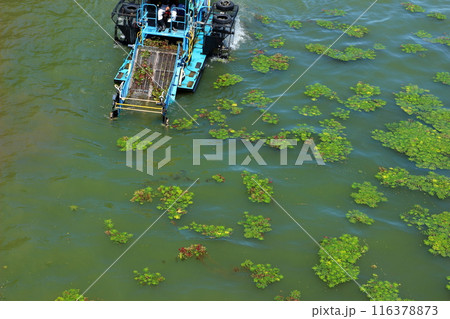 水面に繁殖した植物の除去作業 116378873