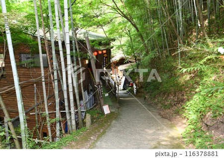【大子町　くぐり滝「月待の滝」探勝路】 116378881
