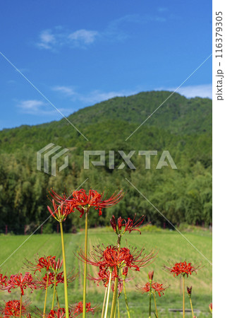京都大原 大原女の小径 田園風景と彼岸花 京都大原 大原女の小径 田園風景と彼岸花 116379305