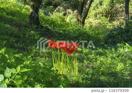 京都大原 大原女の小径 雑草と彼岸花 京都大原 大原女の小径 雑草と彼岸花 116379309