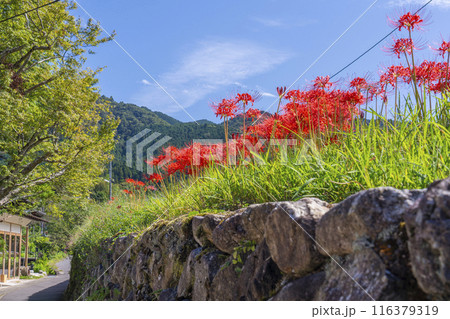 京都大原 大原女の小径 田園風景と彼岸花 京都大原 大原女の小径 田園風景と彼岸花 116379319