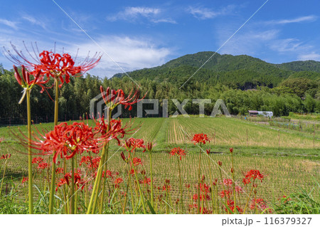 京都大原 秋空に広がる田園風景と彼岸花 京都大原 秋空に広がる田園風景と彼岸花 116379327