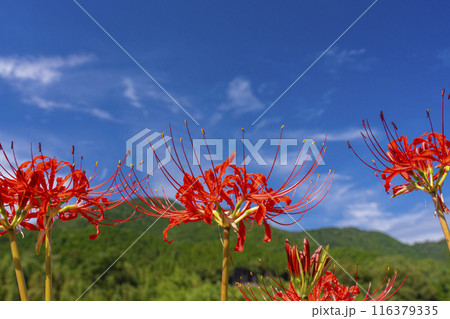 京都大原 秋空と彼岸花 京都大原 秋空と彼岸花 116379335