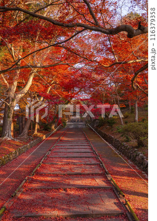 秋の京都 毘沙門堂 参道の敷き紅葉と勅使門 秋の京都 毘沙門堂 参道の敷き紅葉と勅使門 116379358