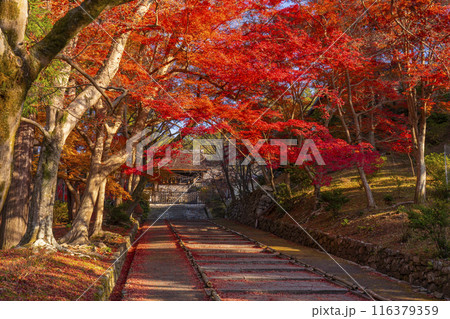 秋の京都 毘沙門堂 参道の敷き紅葉と勅使門 秋の京都 毘沙門堂 参道の敷き紅葉と勅使門 116379359
