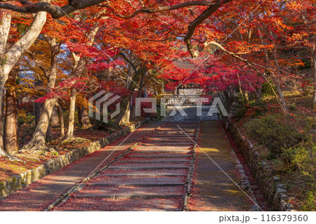 秋の京都　毘沙門堂　参道の敷き紅葉と勅使門 116379360