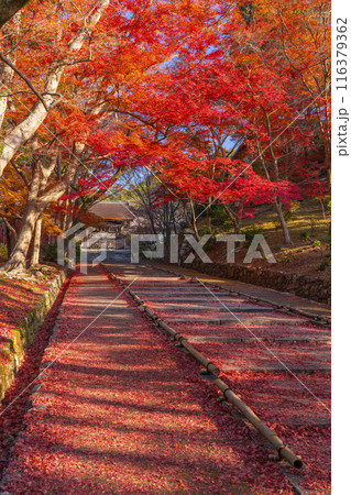 秋の京都　毘沙門堂　参道の敷き紅葉と勅使門 116379362