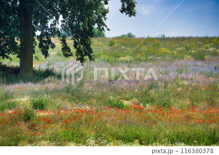 Beautiful wildflower meadow with large oak tree under a bright blue sky Beautiful wildflower meadow with large oak tree under a bright blue sky 116380378
