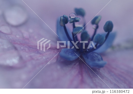 アジサイの花とアップと水滴 アジサイの花とアップと水滴 116380472