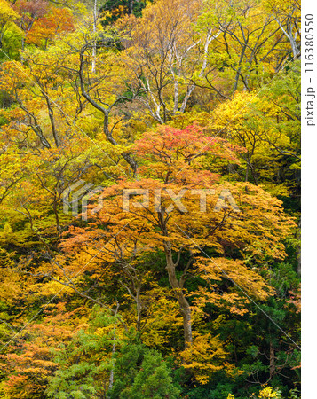 富山_称名滝・悪城の壁周辺の紅葉風景 116380550