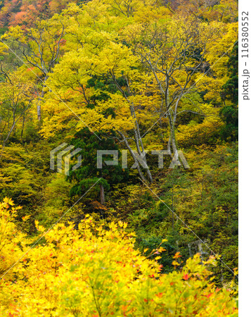 富山_称名滝・悪城の壁周辺の紅葉風景 116380552