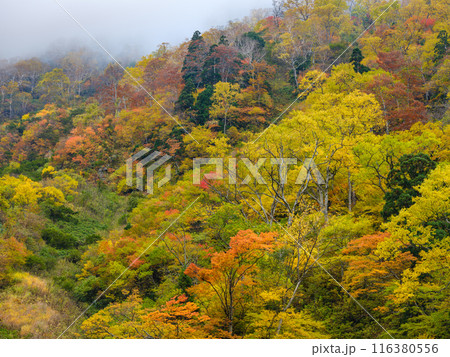 富山_称名滝・悪城の壁周辺の紅葉風景 富山_称名滝・悪城の壁周辺の紅葉風景 116380556