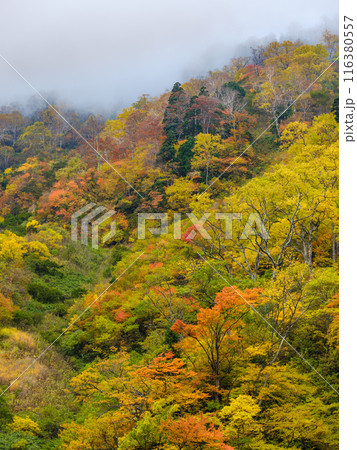 富山_称名滝・悪城の壁周辺の紅葉風景 116380557