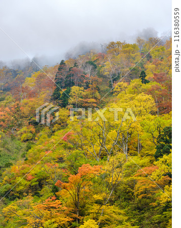 富山_称名滝・悪城の壁周辺の紅葉風景 富山_称名滝・悪城の壁周辺の紅葉風景 116380559