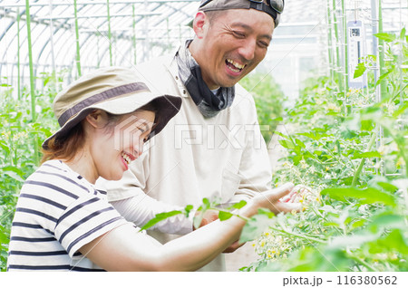 タブレットで野菜の管理をする農家 116380562