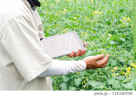 タブレットで野菜の管理をする男性 タブレットで野菜の管理をする男性 116380590