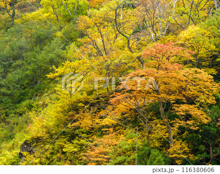 富山_称名滝・悪城の壁周辺の紅葉風景 富山_称名滝・悪城の壁周辺の紅葉風景 116380606