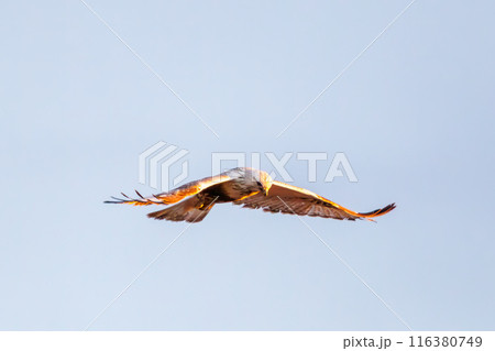 夕日を受けて飛翔する美しいケアシノスリ（タカ科）。  日本国群馬県、利根川河川敷にて。 116380749