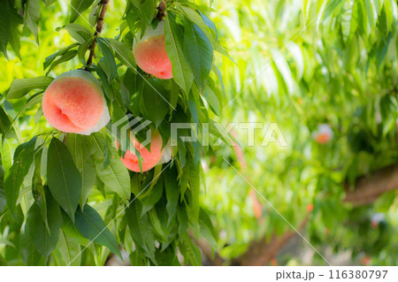 鮮やかに色づいた桃の実をぶら下げる桃の木 116380797