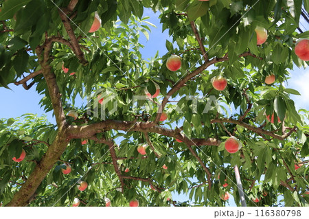 青空とたくさんの実を付けた桃の木 116380798