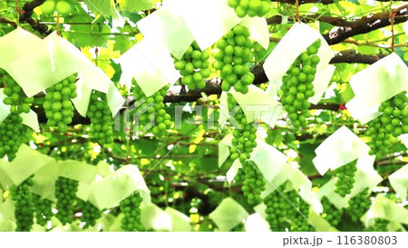 ぶどう棚にたくさんの実を付けた黄緑色のブドウ 116380803