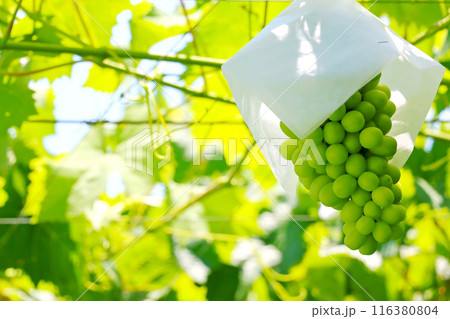 木に実った黄緑色のブドウの房　アップ 116380804