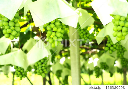 熟れ始めた貴マスカット系の葡萄の実 116380908