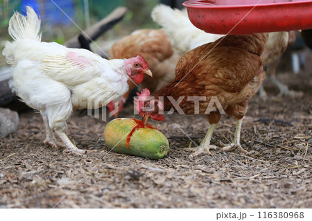 Chicken eating papaya in local farm  116380968