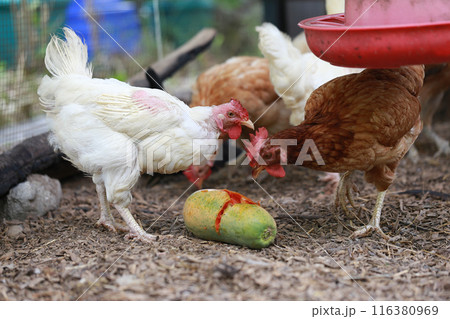 Chicken eating papaya in local farm Chicken eating papaya in local farm 116380969