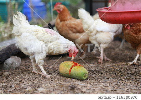 Chicken eating papaya in local farm Chicken eating papaya in local farm 116380970