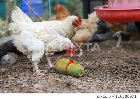 Chicken eating papaya in local farm Chicken eating papaya in local farm 116380971