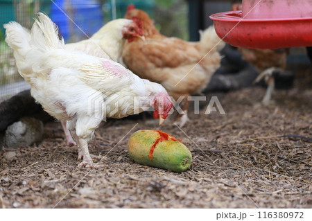 Chicken eating papaya in local farm Chicken eating papaya in local farm 116380972