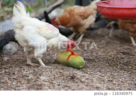 Chicken eating papaya in local farm  116380975