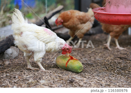 Chicken eating papaya in local farm Chicken eating papaya in local farm 116380976