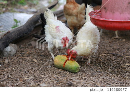 Chicken eating papaya in local farm  116380977