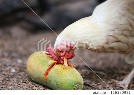 Chicken eating papaya in local farm  116380981