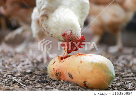 Chicken eating papaya in local farm Chicken eating papaya in local farm 116380984