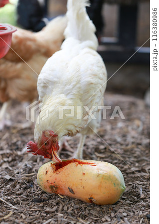 Chicken eating papaya in local farm  116380986