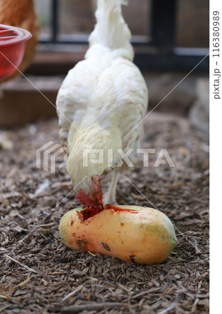 Chicken eating papaya in local farm Chicken eating papaya in local farm 116380989