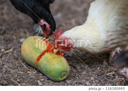 Chicken eating papaya in local farm  116380993