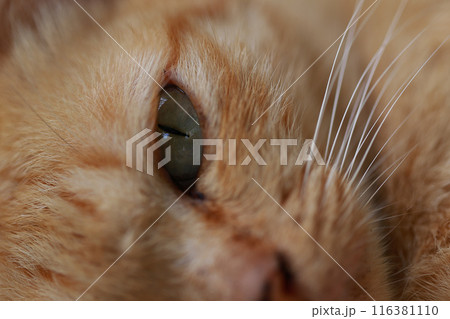Cute ginger cat lying in the basket. Selective focus. 116381110
