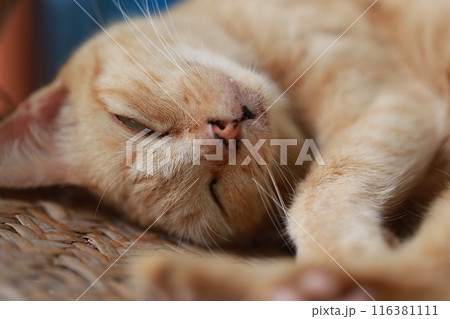 Cute ginger cat lying in the basket. Selective focus. Cute ginger cat lying in the basket. Selective focus. 116381111