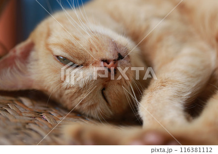 Cute ginger cat lying in the basket. Selective focus. 116381112
