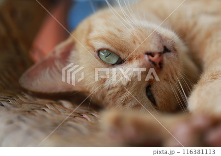 Cute ginger cat lying in the basket. Selective focus. Cute ginger cat lying in the basket. Selective focus. 116381113